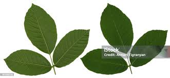 Attēlu rezultāti vaicājumam “Juglans regia leaf”