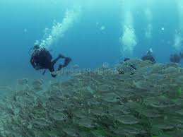 Image result for Pomadasys incisus