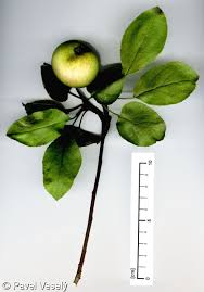 Attēlu rezultāti vaicājumam “Malus sylvestris”