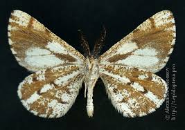 Attēlu rezultāti vaicājumam “Bupalus piniaria female”