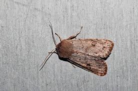 Attēlu rezultāti vaicājumam “Orthosia populeti”