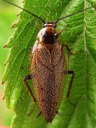 Attēlu rezultāti vaicājumam “Ectobius sylvestris male”