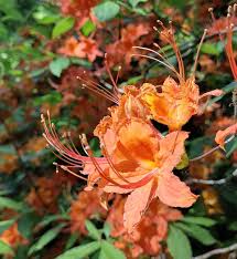 Attēlu rezultāti vaicājumam “Rhododendron calendulaceum”