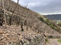 Image result for rôtie