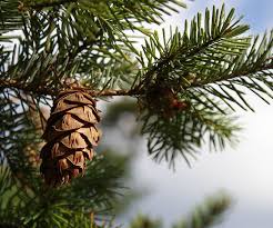 Attēlu rezultāti vaicājumam “Pseudotsuga menziesii”