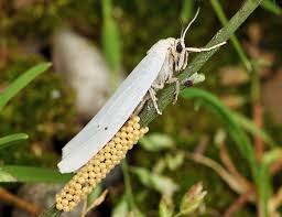 Attēlu rezultāti vaicājumam “Cribraria oregana”