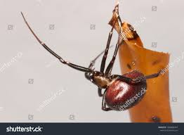 Attēlu rezultāti vaicājumam “Steatoda grossa female”