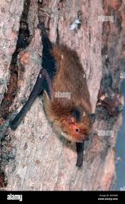 Attēlu rezultāti vaicājumam “Pipistrellus pygmaeus”