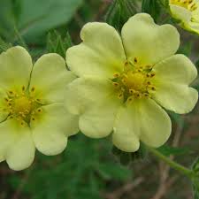 Image result for Potentilla recta