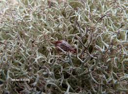 Attēlu rezultāti vaicājumam “Cladonia ciliata”