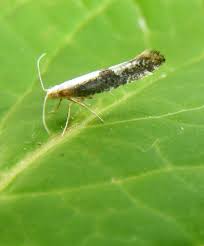 Attēlu rezultāti vaicājumam “Argyresthia spinosella”