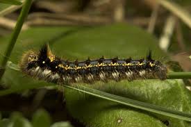 Attēlu rezultāti vaicājumam “Euthrix potatoria imago”