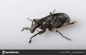 Attēlu rezultāti vaicājumam “Anthonomus pomorum”