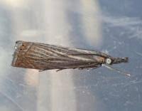 Attēlu rezultāti vaicājumam “Chrysoteuchia culmella”