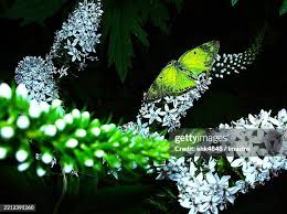 Attēlu rezultāti vaicājumam “Colias palaeno male”