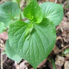 Attēlu rezultāti vaicājumam “Viola mirabilis leaf”