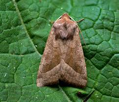 Attēlu rezultāti vaicājumam “Hydraecia micacea”