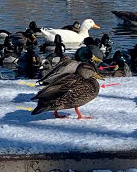 Attēlu rezultāti vaicājumam “Anas platyrhynchos juvenile”