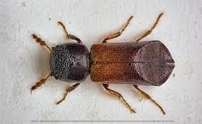 Attēlu rezultāti vaicājumam “Bolitophagus reticulatus”