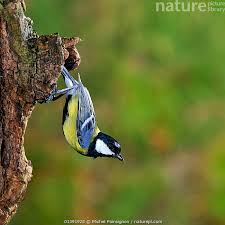 Attēlu rezultāti vaicājumam “Parus major”
