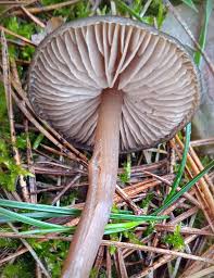 Attēlu rezultāti vaicājumam “Entoloma vernum”