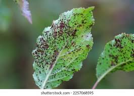 Attēlu rezultāti vaicājumam “Tranzschelia pruni-spinosae”