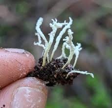 Attēlu rezultāti vaicājumam “Cordyceps polyarthra”