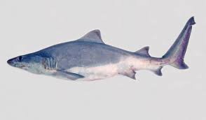 Image result for Odontaspis ferox