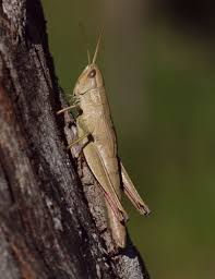 Attēlu rezultāti vaicājumam “Chrysochraon dispar”