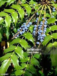 Attēlu rezultāti vaicājumam “Mahonia aquifolium fruit”