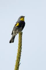 Attēlu rezultāti vaicājumam “Passeriformes”