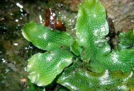 Attēlu rezultāti vaicājumam “Conocephalum conicum”