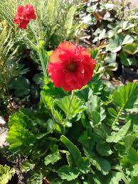 Attēlu rezultāti vaicājumam “Geum”