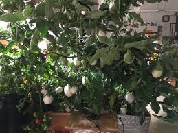 Afbeeldingsresultaat voor bianca a uovo eggplant