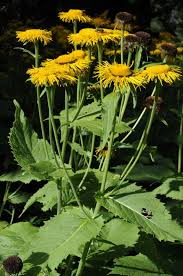 Image result for Telekia speciosa