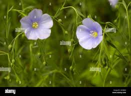 Attēlu rezultāti vaicājumam “Linaceae”