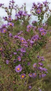 Attēlu rezultāti vaicājumam “Symphyotrichum novae-angliae flower”