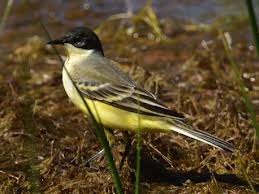 Attēlu rezultāti vaicājumam “Motacilla flava flava adult”