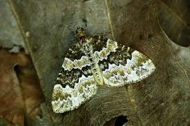 Attēlu rezultāti vaicājumam “Electrophaes corylata”