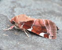 Attēlu rezultāti vaicājumam “Cosmia pyralina”