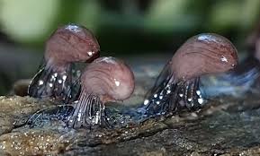 Attēlu rezultāti vaicājumam “Stemonitopsis hyperopta var. landewaldii young”