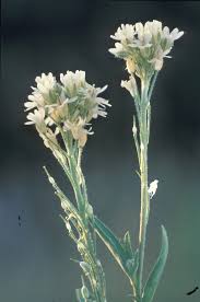 Attēlu rezultāti vaicājumam “Berteroa incana fruit”