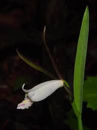 Attēlu rezultāti vaicājumam “Seligeria donniana sporophyte”