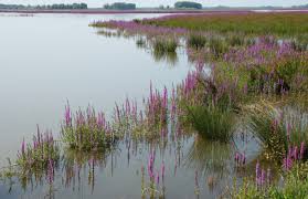 Image result for Blutweiderich