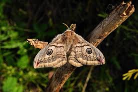 Attēlu rezultāti vaicājumam “Saturnia pavonia female”