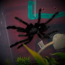 Attēlu rezultāti vaicājumam “Lamproderma nigrescens young”