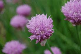 Image result for Allium schoenoprasum