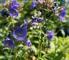 Attēlu rezultāti vaicājumam “Polemonium caeruleum bud”