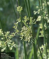 Attēlu rezultāti vaicājumam “Juncus effusus”