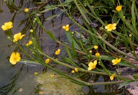 Attēlu rezultāti vaicājumam “Ranunculus flammula”